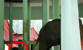 Voi đực 25 tuổi chết trong Vườn thú Thủ Lệ