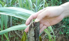 Cao su chết rét còn khô gốc Ảnh: N.H