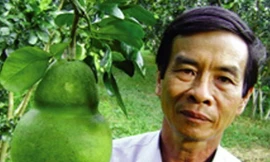 Bưởi Năm roi hình hồ lô