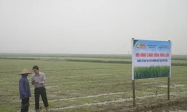 Làm cánh đồng mẫu lớn, lãi gấp đôi