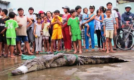 Hàng trăm cá sấu sổng chuồng vẫn nhởn nhơ