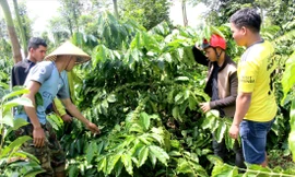 Các thành viên trong tour tham quan vườn cà phê nhà anh Y DịuẢnh: H.T 