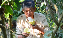 Ngọt thơm ca cao Đồi Đá