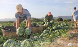 Dưa hấu ở Gia Lai tụt giá thê thảm