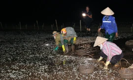 Ngao chết trắng bãi