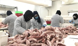 Dự kiến vào đầu quý IV/2020, nguồn cung thịt lợn mới đáp ứng được nhu cầu tiêu dùng trong. Ảnh: Bình Phương