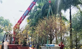 Nhà vườn cẩu mai tiền tỷ bán Tết