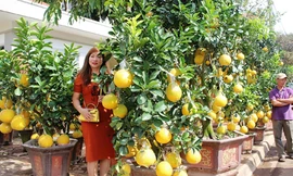 Hoa đào mang xuân Bắc vào Tây Nguyên