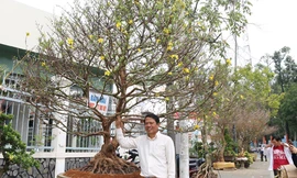 Thêm cây mai hơn 100 tuổi giá 2 tỷ xuất hiện ở chợ Tết Cần Thơ