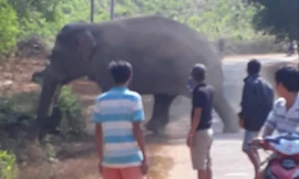 Voi rừng ra khu vực dân cư ấp 5, xã Thanh Sơn vào ban ngày 