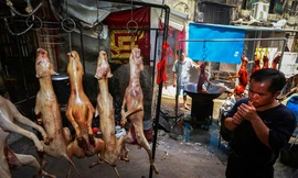 Treo chó đã bị giết dã man, phản cảm Ảnh: LMBVCCA 