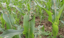 Loại sâu keo mùa thu có thể gây thiệt hại rất lớn trên diện tích ngô của Việt Nam Ảnh: Bình Phương