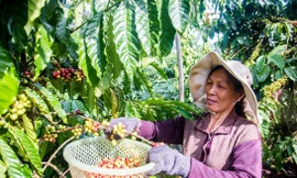 Cà phê là một trong những nông sản xuất khẩu chủ lực và sẽ được hưởng ưu đãi ngay khi EVFTA có hiệu lực