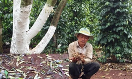 Vườn sầu riêng của nông dân bị khoét ở giữa thân để bơm thuốc độc 