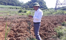 Ông Nguyễn Ngọc Long, người tự xưng danh giám đốc vùng nguyên liệu Cty Macca Nutrition giới thiệu cây mắc ca 1 năm tuổi 