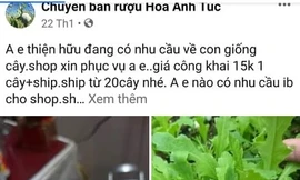 Rao bán công khai giống cây thuốc phiện