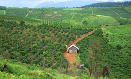 Một khu đất thuộc rừng phòng hộ đầu nguồn Krông Năng( Đắk Lắk)