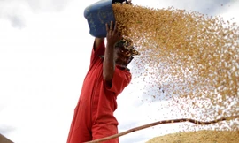 Các nhà quan sát nói Trung Quốc sẽ giảm thuế đối với đậu tương nhập khẩu để giữ cam kết mua nông sản Mỹ Ảnh: SCMP