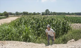 Lão nông Nguyễn Tiến Chí canh gác ruộng ngô bị biến thành ao. Ảnh: PV