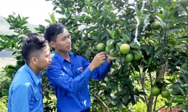 Anh Đoàn Ngọc Bảo (bên phải) giới thiệu về vườn cam đầy tâm huyết của mìnhẢnh: NVCC 