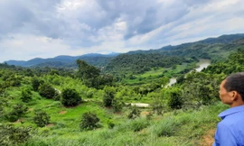 Theo chủ khu vườn mắc ca tại Văn Lãng, khu mắc ca của Cty Macca Nutrition Việt Nam đang được rao bán và chưa thu hoạch được vụ nào. Ảnh: Đức Nguyễn 