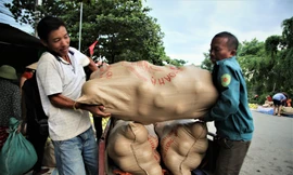 Khung cảnh nhộn nhịp, tấp nập ở đất bưởi Hương Khê mùa thu hoạch 