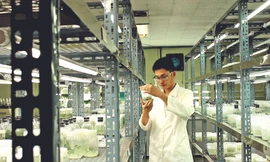 TS. Hồ Thanh Tâm trong phòng thí nghiệm Ảnh: NVCC