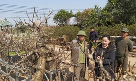 Một số khách hàng đến đặt thuê đào Thất Thốn của nghệ nhân Lê Hàm. Ảnh: Võ Hóa 