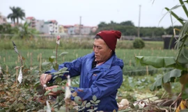 Xem người dân Hà Nội phòng chống rét cho cây trồng, hoa màu