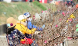 Đào Tết nở sớm đổ bộ khoe sắc phố phường