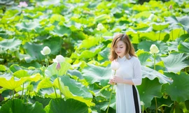 Sen Tây Hồ nở rộ, đẹp lung linh níu chân du khách