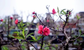 Thời tiết thất thường, đào Thất Thốn vào buồng điều hoà chờ Tết