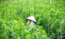 Người trồng hoa Hà Nội lâm cảnh 'hoa cười người khóc'