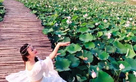 Đầm sen nở rộ dưới chân núi Ngọa Long