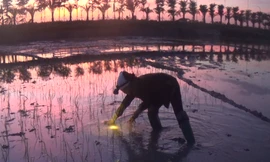 Nắng nóng đỉnh điểm, nông dân Hà Nội đeo đèn pin đi cấy lúa từ đêm