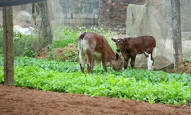 Nuốt nước mắt để kệ cho bò ăn rau xanh sau Tết