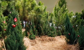 Tận mắt trông thấy 300 cây thông thật được chuyển từ Đan Mạch, Đà Lạt tới TPHCM