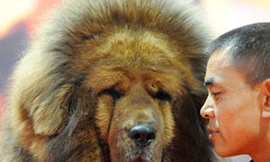 Loài chó triệu đô xuất hiện ở Hà Nội