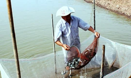 Thu hoạch cá kèo nuôi