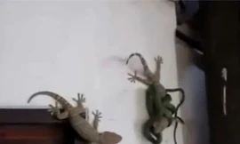 Tắc kè dũng cảm cắn rắn độc cứu bạn