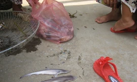 Bắt được nhiều cá mập tại vùng ven biển Thanh Hoá