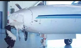 Với tốc độ cao của máy bay, chim là mối đe dọa nguy hiểm (ảnh minh họa) 