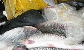 700kg cá trắm mác Trung Quốc tuồn về Hà Nội