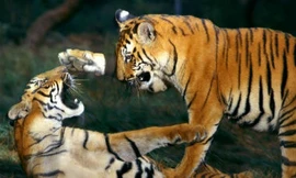 Kiểm lâm cảnh báo người dân cẩn thận