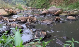 'Dòng suối chết' bên cạnh các cơ sở chế biến dong riềng ở Lai Châu