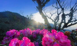 Mê mẩn ngắm hoa Đỗ Quyên nở rực trên đỉnh núi PuTaLeng