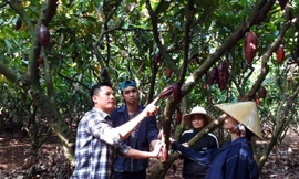 Trương Ngọc Quang hướng dẫn nông dân chăm sóc cacao. Ảnh: H.T.N