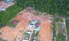 Rừng ở Phú Quốc bị xâm lấn nghiêm trọng. Ảnh: Nhật Huy