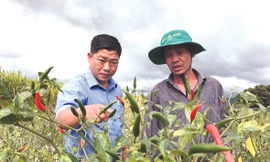 Ông Phan Đình Sơn (đội mũ) rất vui khi nói về cách chăm sóc để vườn ớt cho quả trên vùng đất sỏi đá 