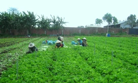 Một trang trại rau của huyện Ea Kar 